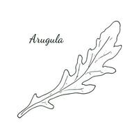 Arugula. Hand-drawn fresh arugula with leaves, isolated on white background. Rucola. doodle style illustration. vector