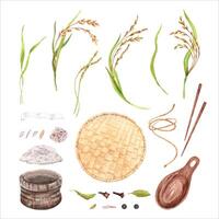 Rice crops and grains collection. Hand drawn watercolor illustration isolated from background. Traditional agricultural set with rice stalk, chopsticks and spices. Sack pouch with drawstring and spoon vector