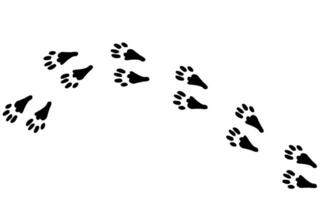 Bunny paw print trail. Rabbit, bunny foot print trace. background illustration. vector