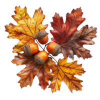 Autumn Illustration of Four Acorns Surrounded by Four Leaves png