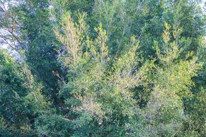 Natural green tree leaves on tree branch background photo