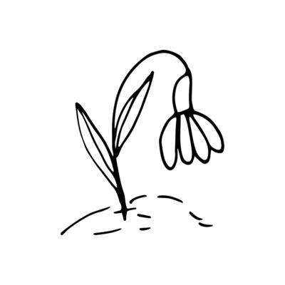 Cute single hand drawn flowers snowdrop. Spring blossom. Doodle illustration for wedding design, logo, greeting card and seasonal Easter design.