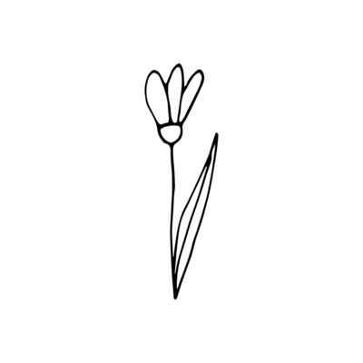Cute single hand drawn flowers snowdrop. Spring blossom. Doodle illustration for wedding design, logo, greeting card and seasonal Easter design.
