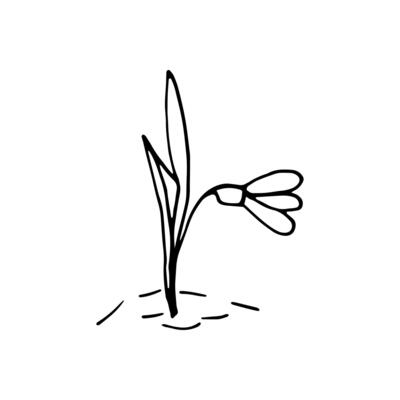 Cute single hand drawn flowers snowdrop. Spring blossom. Doodle illustration for wedding design, logo, greeting card and seasonal Easter design.