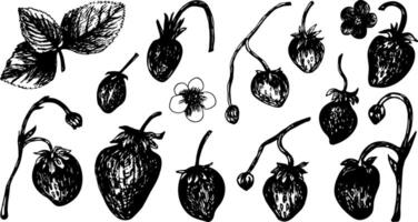 Set of strawberries sketch in hand drawn style. illustration, summer doodle on white background. Fresh berries for seasonal menu, dessert design, culinary books. vector