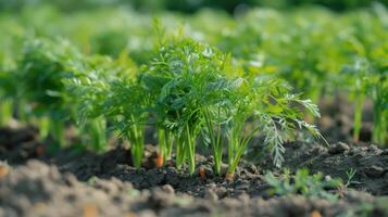 Close-up shot of carrots growing in a field. Fresh carrot plants in focus photo