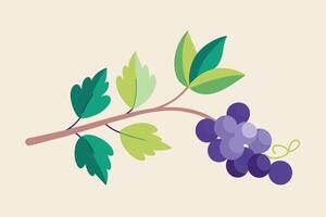 A simple illustration of a single grapevine branch with green leaves and a cluster of ripe purple grapes. vector
