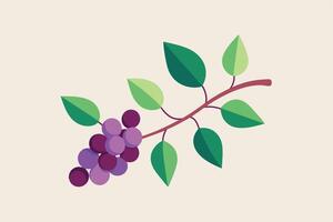 A digital illustration depicting a single branch of a vine, with several green leaves and a cluster of purple grapes. vector