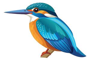 A vibrant illustration of a kingfisher bird with blue and orange plumage perched on a branch against a white background. vector