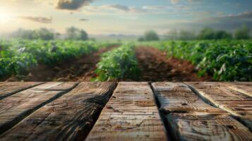 A Wooden table background with potato field groove in background. photo