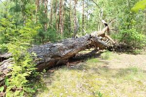 Broken trees lie on the ground. Forest after a storm wind. Consequences of bad weather. Natural Destruction Concept photo
