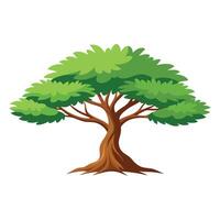 Casuarina tree flat illustration on white background. vector
