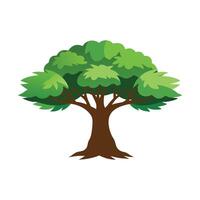 Alstonia Tree flat illustration on white background vector