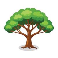 Toona Tree flat illustration on white background vector