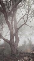 A misty forest with dense vegetation and towering trees video