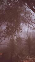 A dense, misty forest with a plethora of towering trees video