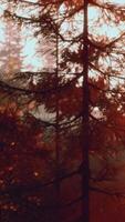 Sunlight streaming through trees in a picturesque forest video