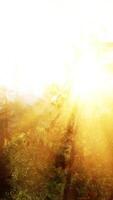 Sonnenlicht Filtern durch ein neblig Wald, Erstellen ein magisch Atmosphäre video