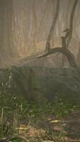 Roots of a tree in a misty forest video