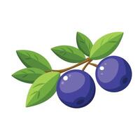 Huckleberry fruit flat illustration on white background. vector