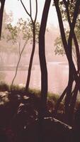 Sunrays in a forest on a hazy morning video
