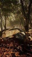 árvores da floresta arborizada iluminadas pela luz do sol dourada video