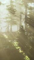 Forest of Beech Trees illuminated by sunbeams through fog video