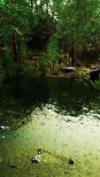 deciduous forest is reflected in the small lake video