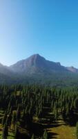 Beautiful sunset view in cedar forest in front of sayan mountain range video