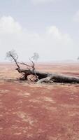 A solitary dead tree standing in a desolate and empty field video