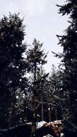 A snowy forest with a dense canopy of trees video