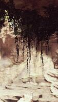 View from inside a dark cave with green plants and light on the exit video