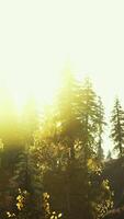 fir trees on meadow between hillsides with conifer forest in fog video