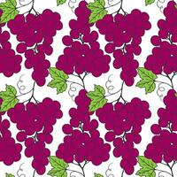 Pattern with red burgundy grape on white background. vector