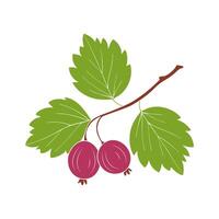 Gooseberries on branch with leaves and ripe red berries, isolated on white background. vector