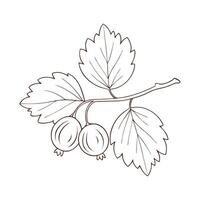 Gooseberries on branch with leaves and ripe berries, contour drawing isolated on white background. vector