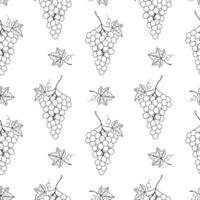 Grape seamless pattern on white background, contour doodle drawing of grape berries and leaves. vector