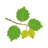 Gooseberries on branch with leaves and ripe berries, isolated on white background. vector