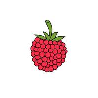 Hand drawn doodle sketch raspberry vector