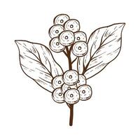 Branch of coffee with fruits Hand drawn illustration vector