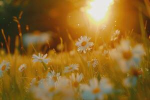 The landscape of white daisy blooms in a field, with the focus on the setting sun. The grassy meadow is blurred, creating a warm golden hour effect during sunset and sunrise time photo