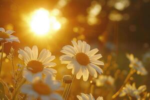 The landscape of white daisy blooms in a field, with the focus on the setting sun. The grassy meadow is blurred, creating a warm golden hour effect during sunset and sunrise time photo