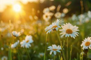 The landscape of white daisy blooms in a field, with the focus on the setting sun. The grassy meadow is blurred, creating a warm golden hour effect during sunset and sunrise time photo
