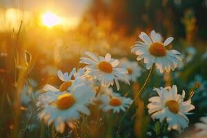 The landscape of white daisy blooms in a field, with the focus on the setting sun. The grassy meadow is blurred, creating a warm golden hour effect during sunset and sunrise time photo