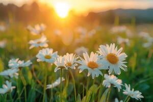 The landscape of white daisy blooms in a field, with the focus on the setting sun. The grassy meadow is blurred, creating a warm golden hour effect during sunset and sunrise time photo