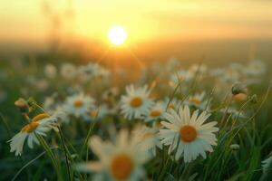 The landscape of white daisy blooms in a field, with the focus on the setting sun. The grassy meadow is blurred, creating a warm golden hour effect during sunset and sunrise time photo