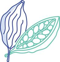Cardamom outline color illustration vector