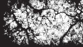 Black and White Gritty Grunge Texture with Fine Details and Delicate Patterns vector