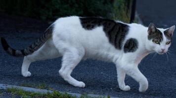 A sneaky cat is avoiding camera photo