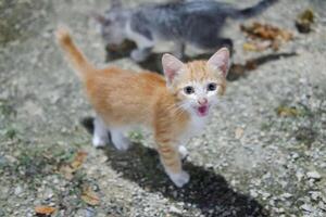 Cute little kittens are playing in the garden. Selective focus. photo